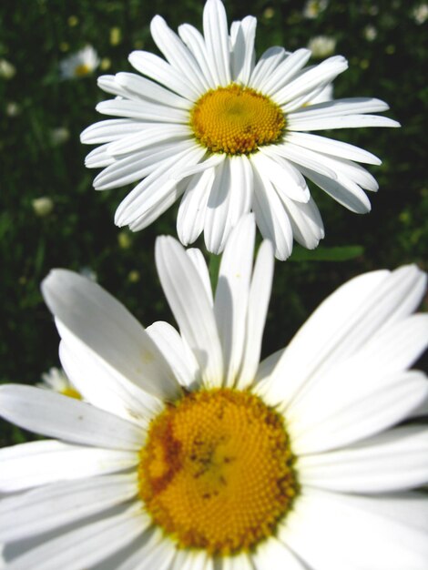 The image of pair beautiful white chamomile