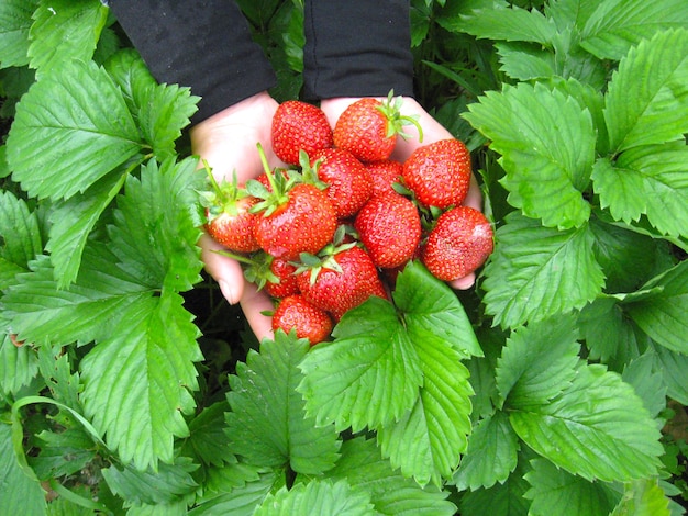 The image of palms full of strawberries