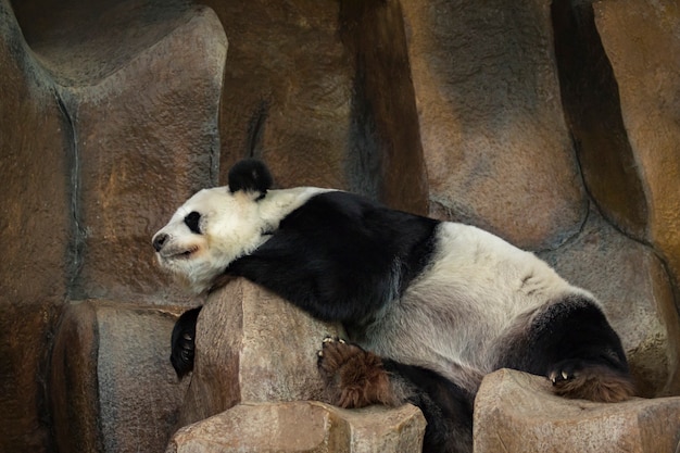 Image of a panda is sleeping on the rocks.