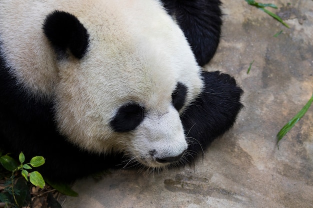 Image of a panda on nature . Wild Animals.