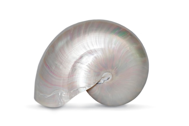 Image of pearl shell of a nautilus pompilius on a white background Sea shells Undersea Animals