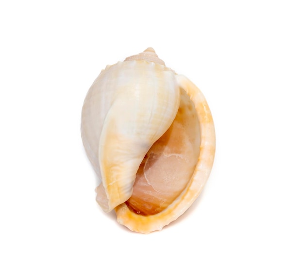 Image of phalium glaucum shell common name the grey bonnet or glaucus bonnet is a species.