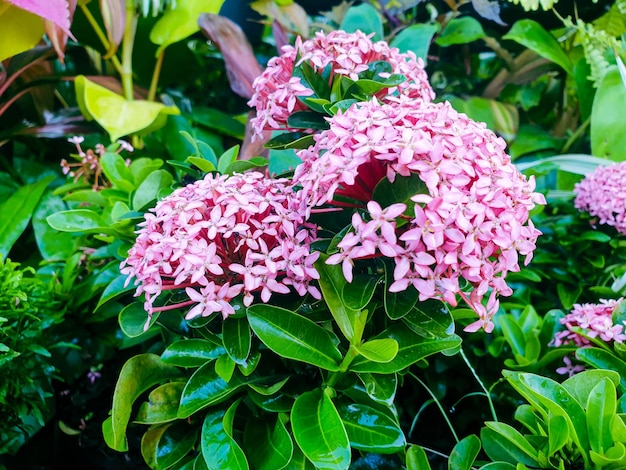 Image of pink flowers in a colorful landscape formal beautiful garden