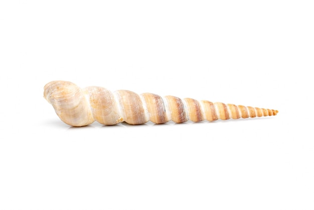 Image of pointed cone shell Terebridae on a white background Undersea Animals Sea Shells