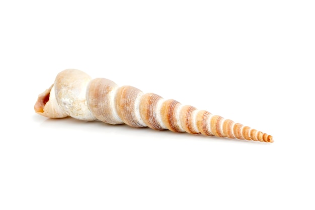 Image of pointed cone shell Terebridae on a white background Undersea Animals Sea Shells