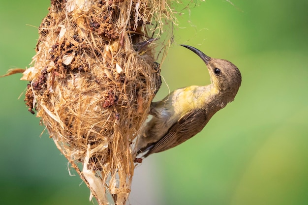 Image of Purple Sunbird Female feeding baby bird in the bird's nest on nature background Cinnyris asiaticus Bird Animals