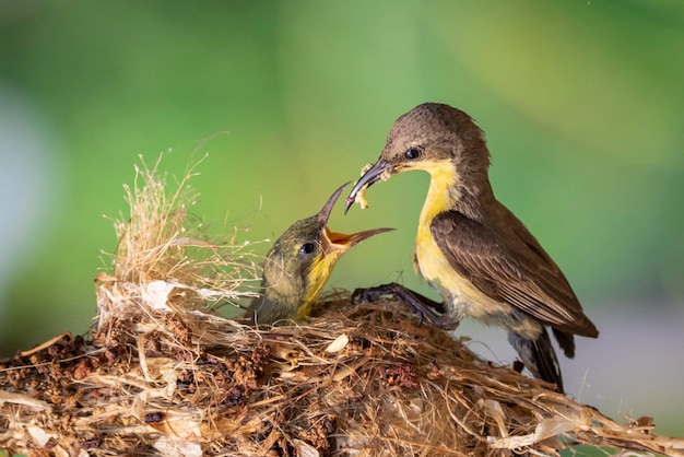 Image of Purple Sunbird Female feeding baby bird in the bird's nest on nature background Cinnyris asiaticus Bird Animals