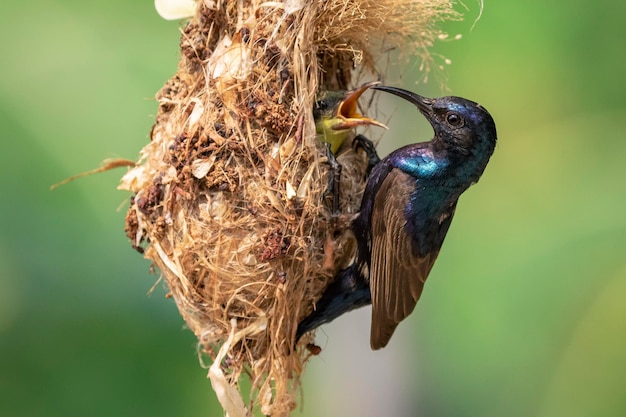 Image of Purple Sunbird Male feeding baby bird in the bird's nest on nature background Cinnyris asiaticus Bird Animals