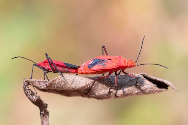 Image of Red cotton bug Dysdercus cingulatus on the leaf Insect Animal Pyrrhocoridae