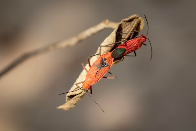 Image of Red cotton bug Dysdercus cingulatus on the leaf on a natural background Insect Animal