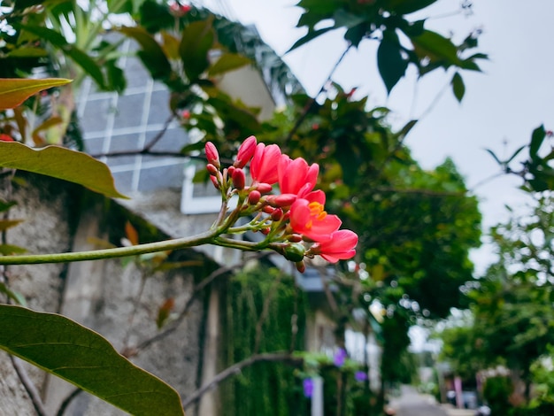 Image of red flowers in a colorful landscape formal beautiful garden