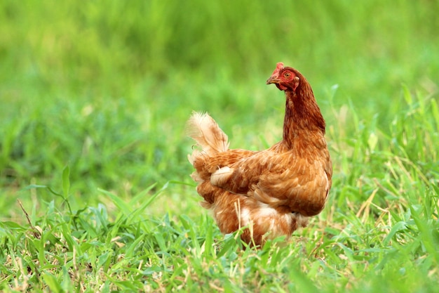 Image of red hen in green grass field.