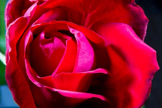 Image of a red rose bud closeup