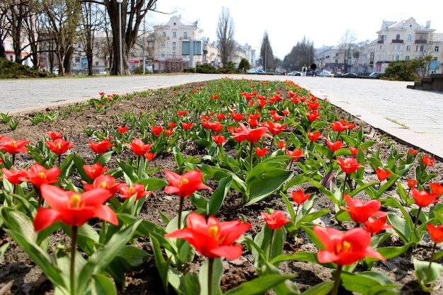 Image of red tulips on the flowerbed