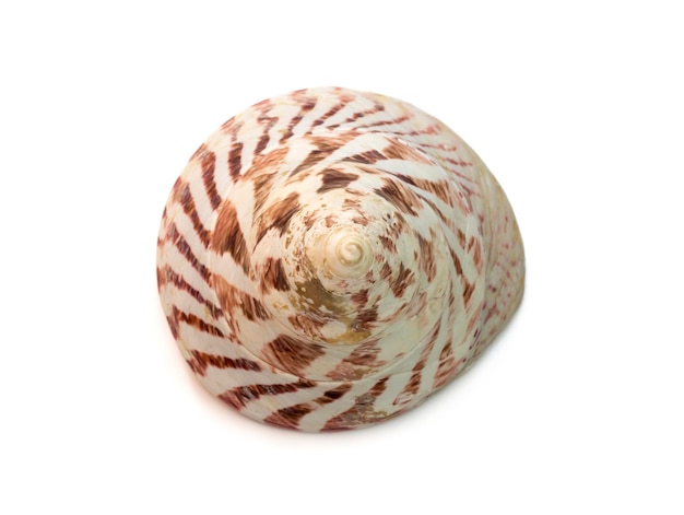 Image of Rochia nilotica common name the commercial top shell is species Undersea Animals Sea Shells