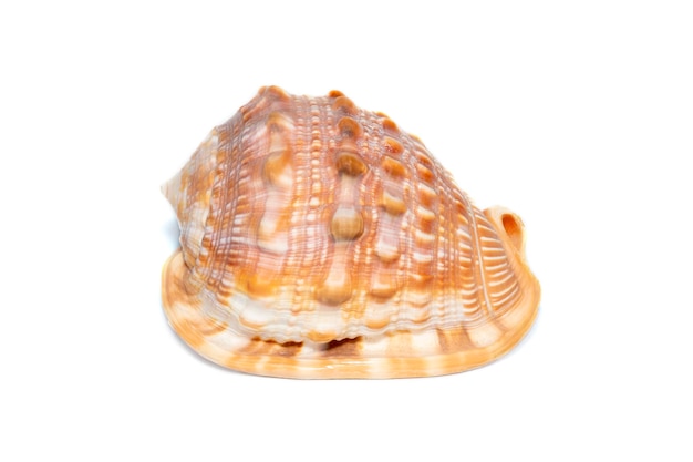 Image of sea shell orange cassis cornuta on a white background Undersea Animals Sea shells Horned helmet shell