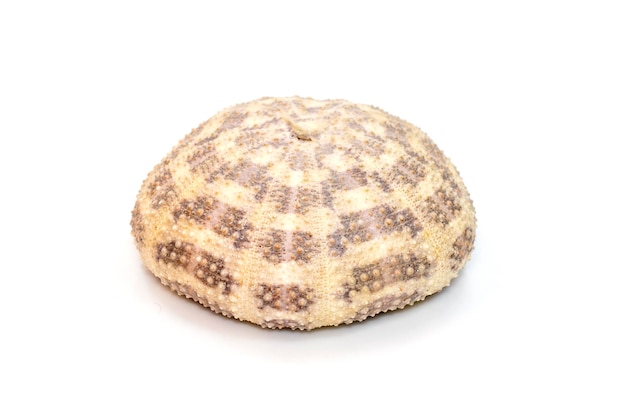 Image of Sea Urchin Shell on a white background Sea shells Undersea Animals