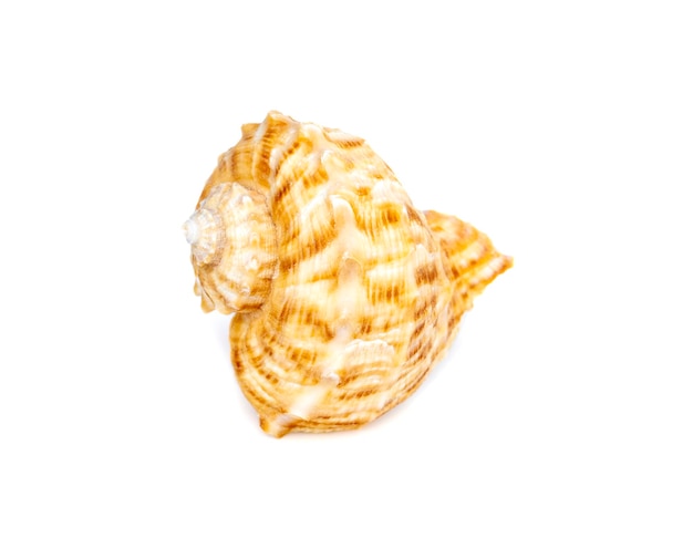 Image of seashell rapana rapiformis on a white background Undersea Animals Sea shells