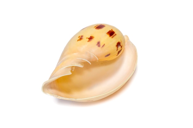 Image of seashells melo melo on a white background Undersea Animals Sea Shells