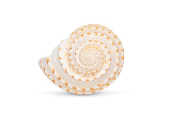 Image of seashells tonna tesselata on a white background Undersea Animals Sea Shells