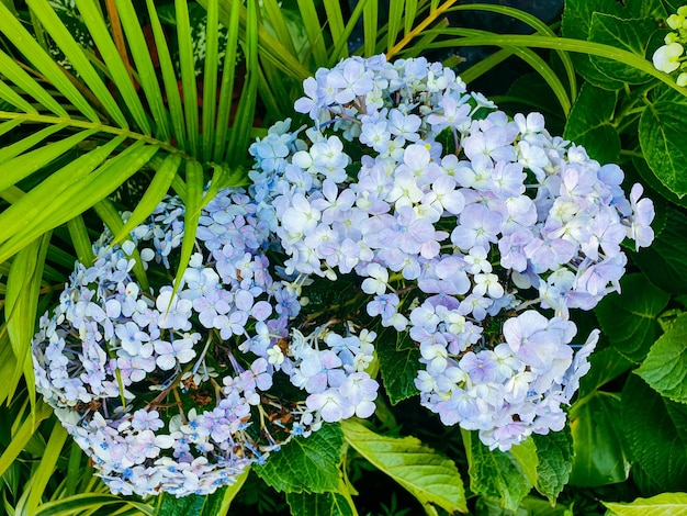 Image of silver flowers in a colorful landscape formal beautiful garden