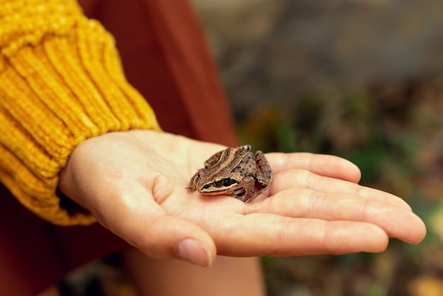 An image of a small brown frog sitting on a hand High quality photo