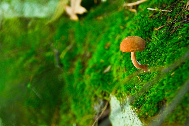 Image of Small umbrella mushroom growing out of lush green moss on a rock