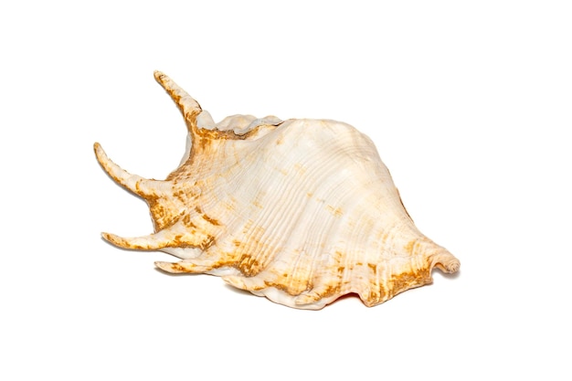 Image of spider conch seashell Lambis truncata on a white background Sea shells Undersea Animals