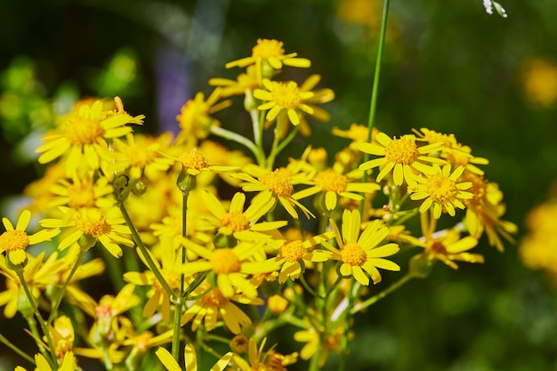 Image of Spring yellow flowers up close