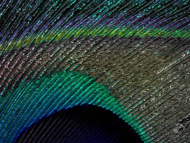 Photo image taken with a microscope peacock feather