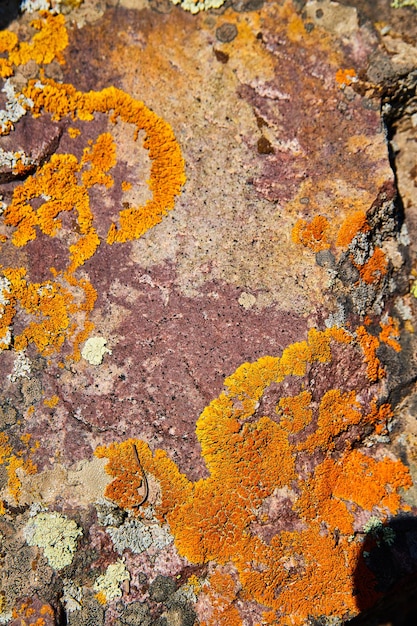 Image of Texture detail of stone surface with vibrant orange lichen