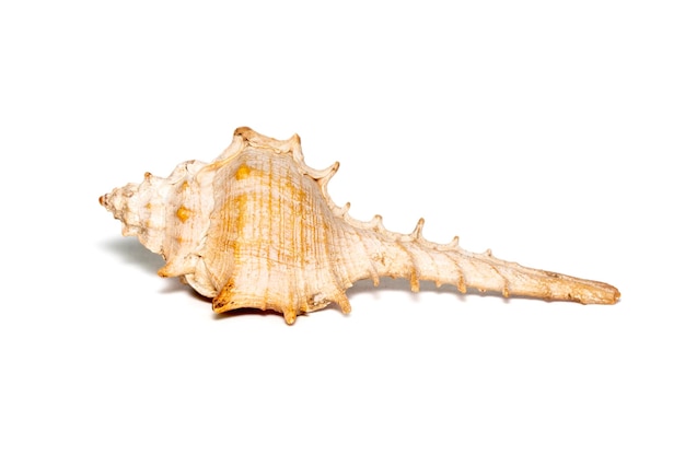 Image of thorn conch shell on a white background Undersea Animals Sea shells