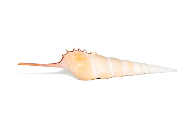 Image of Tibia Fusus sea shells Spindle tibia or Shinbone tibia gastropod on a white background Sea shells Undersea Animals