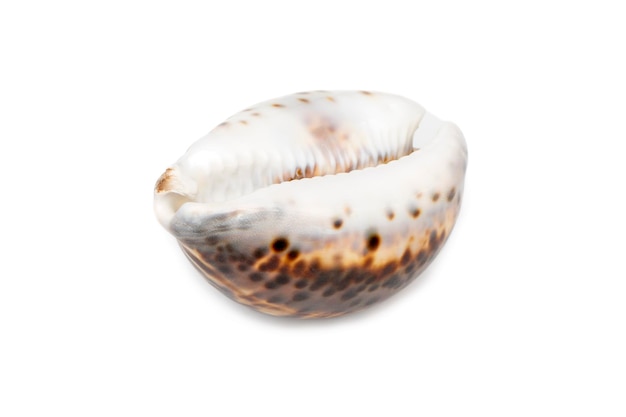 Image of tiger cowrie Cypraea tigris on a white background Undersea Animals Sea shells