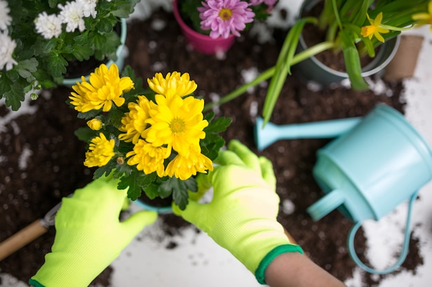 Image on top of man's hands in green gloves transplanting flower