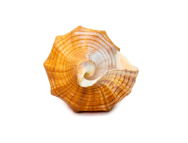 Image of Trapezium Horse Conch Striped Fox Conch seashell Pleuroploca trapezium Animals Sea Shells