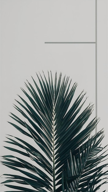 Photo image of tropical green palm over white background