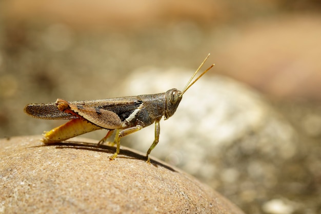 Image of White-banded Grasshopper(Stenocatantops splendens) on the rock. Insect. Animal.