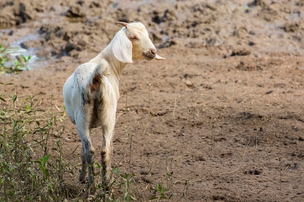 Image of white goat on the natural background Farm Animal