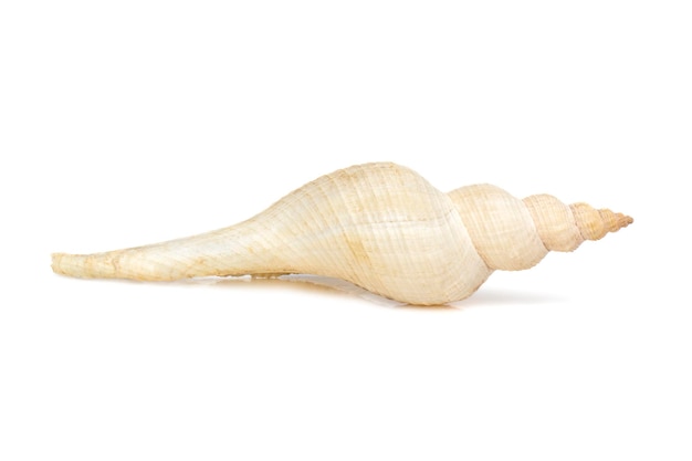 Image of white long tailed spindle conch seashells on a white background Undersea Animals Sea Shells