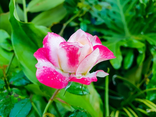 Image of white and red flowers in a colorful landscape formal beautiful garden