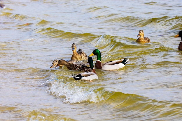 image of a wild drake and ducks sailing along the river