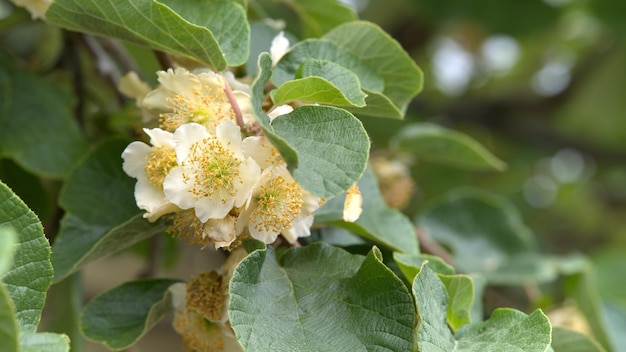 Image with natural Kiwi flower in full bloom