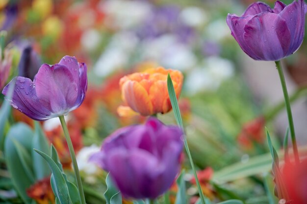 Image with purple tulips in foreground raindrops and blurred background