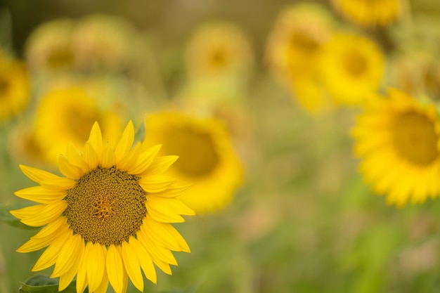 Image with sunflower crop and blurred background