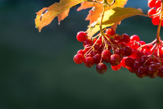 Image with a viburnum.