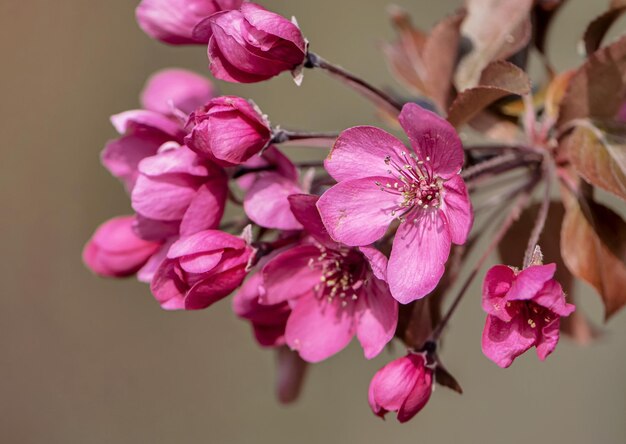 Image with wild ornamental apple tree in full bloom.