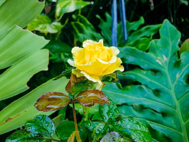 Image of yellow flowers in a colorful landscape formal beautiful garden