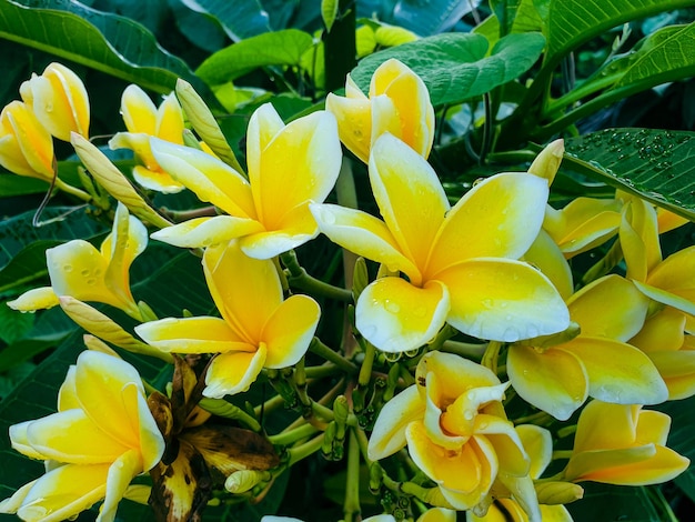 Image of yellow and white flowers in a colorful landscape formal beautiful garden