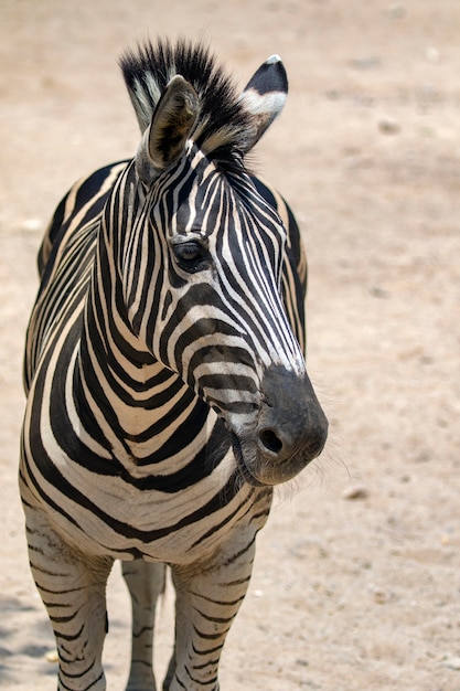 Image of an zebra on nature background. Wild Animals.